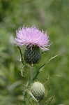 Field thistle